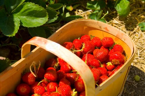 strawberry-picking
